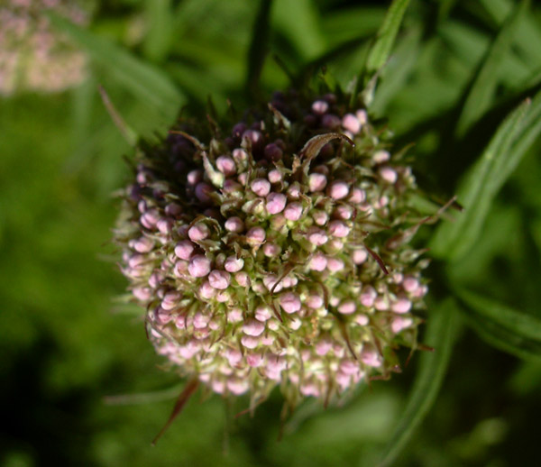 dai Monti della Laga - Valeriana officinalis